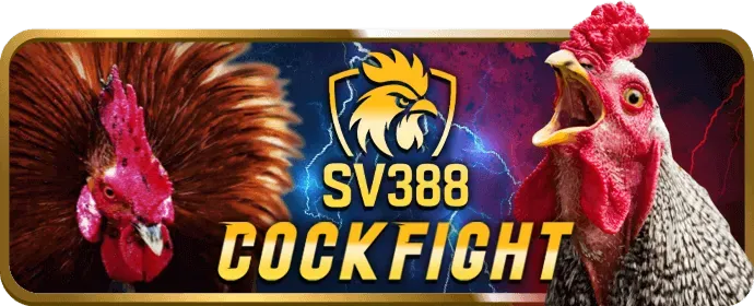 Chiến thuật cá cược đá gà X8 Bet từ chuyên gia